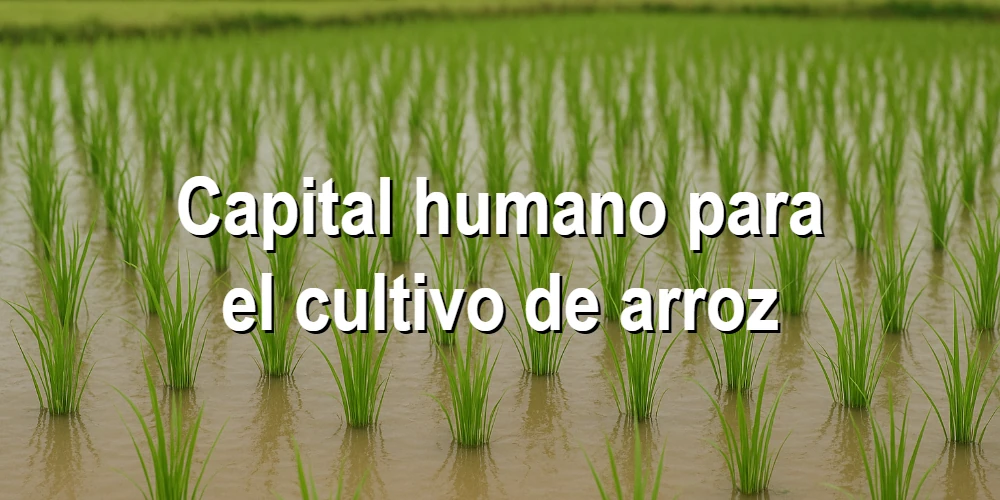 Capital humano para el cultivo de arroz