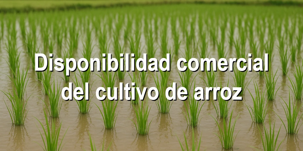 Disponibilidad comercial del cultivo de arroz