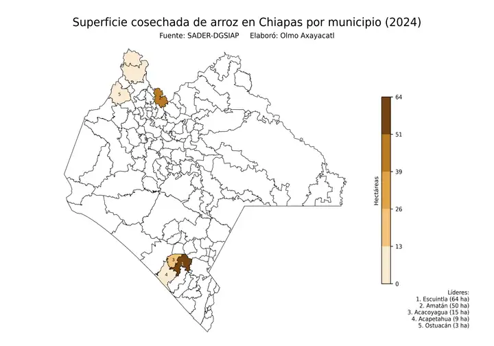 Superficie cosechada de arroz en Chiapas por municipio