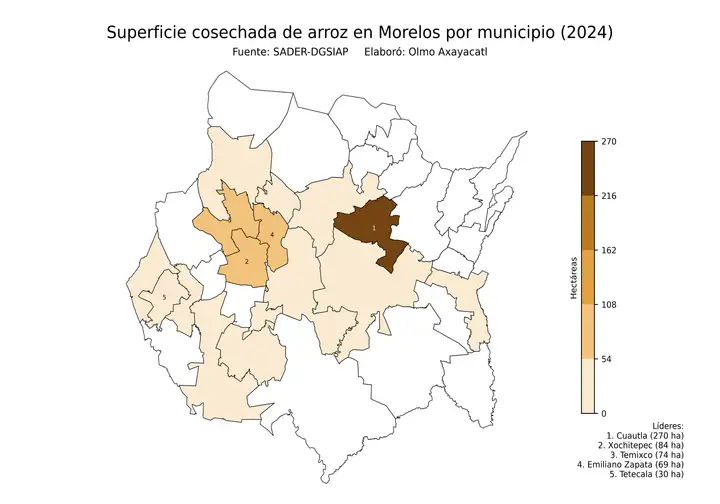 Superficie cosechada de arroz en Morelos por municipio