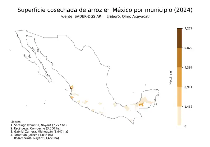 Superficie cosechada de arroz en México por municipio