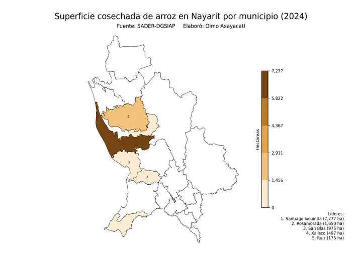 Superficie cosechada de arroz en Nayarit por municipio